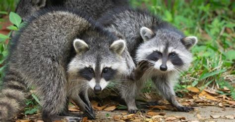 What is a male raccoon called?
