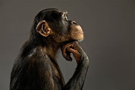 What is a monkey IQ?