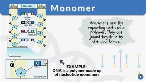What is a monomer and examples?