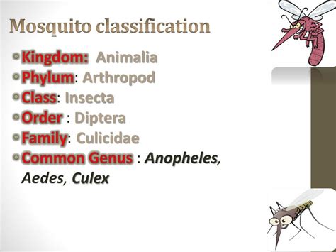 What is a mosquito classified as?