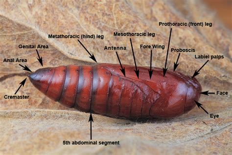 What is a moth pupa?