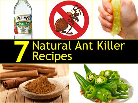 What is a natural ant killer?