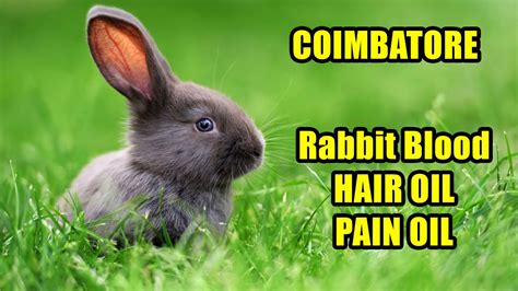 What is a natural painkiller for rabbits?
