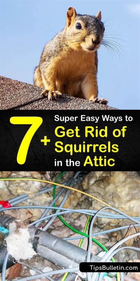 What is a natural way to get rid of squirrels?