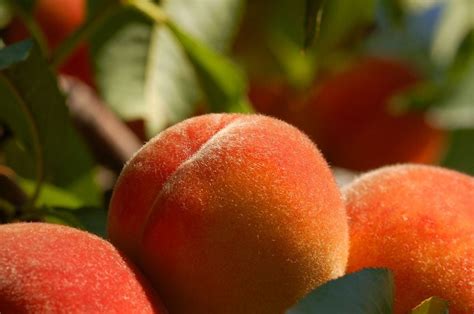 What is a non fuzzy peach called?