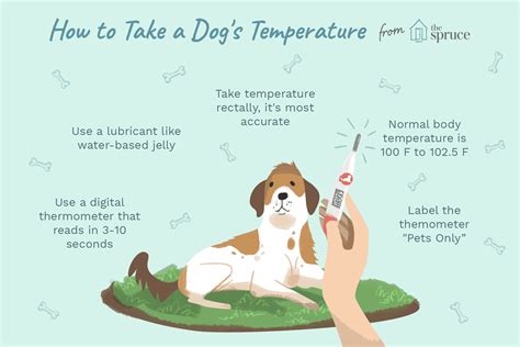 What is a normal temperature for a dog in Celsius?