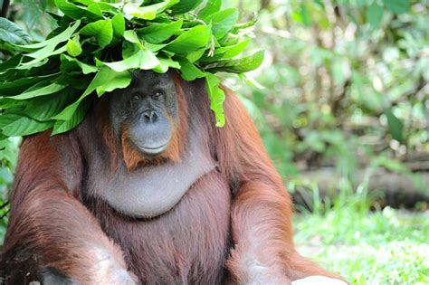 What is a orangutan IQ?