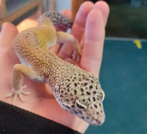 What is a parasitic infection in leopard geckos?