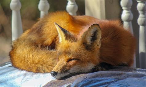 What is a pet fox called?