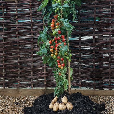 What is a potato and tomato plant called?