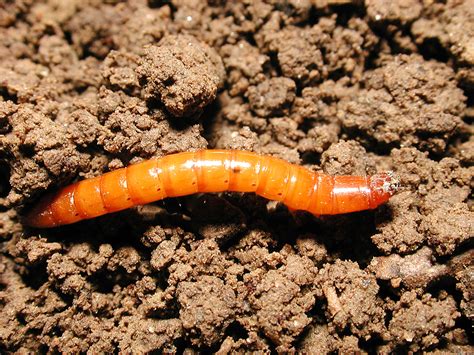 What is a potato worm?