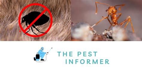 What is a predator for fleas?