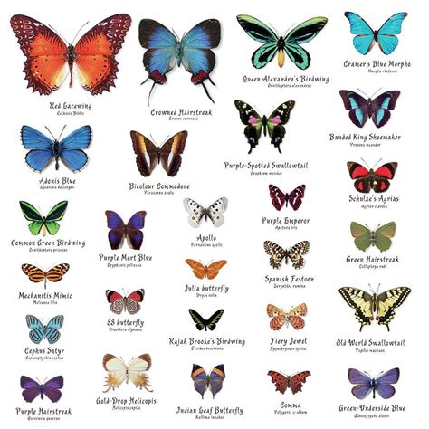 What is a pretty butterfly name?