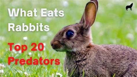 What is a rabbit natural enemy?