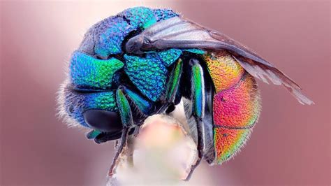 What is a rainbow fly?