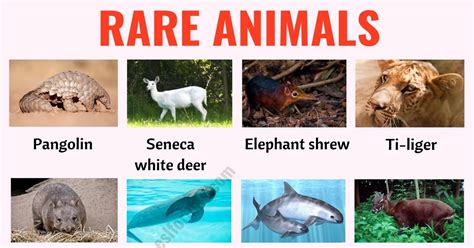 What is a rare species name?