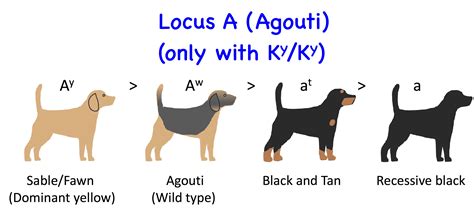 What is a recessive color for dogs?