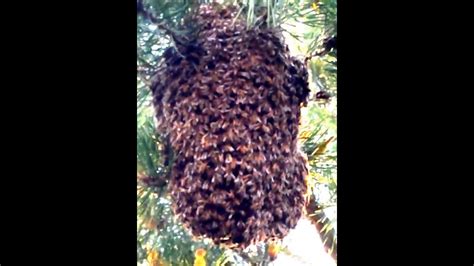 What is a resting swarm?