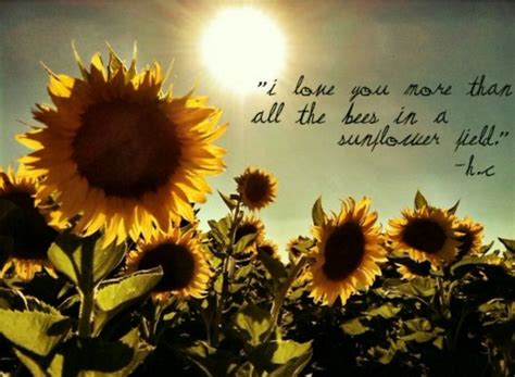 What is a romantic quote about sunflowers?