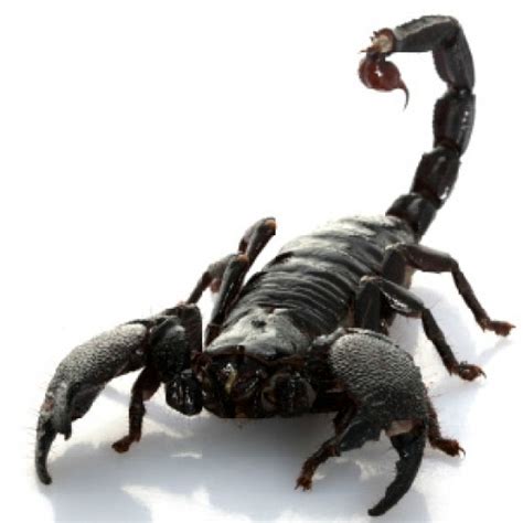 What is a scorpions worst enemy?