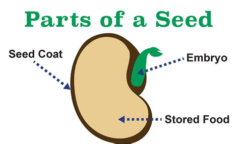 What is a seed in biology?