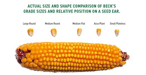 What is a seed size?