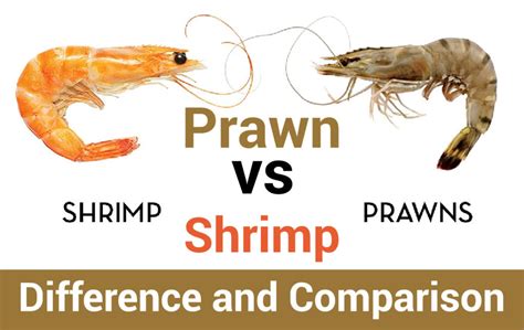 What is a shrimp slang?