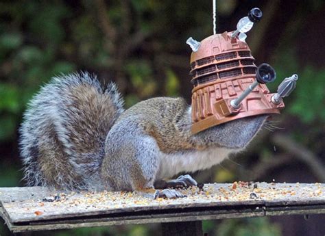 What is a squirrel's worst enemy?