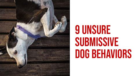 What is a submissive dog?