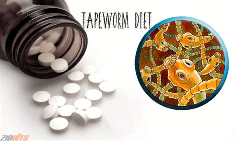 What is a tapeworm diet?