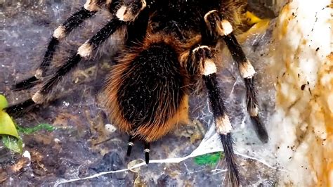 What is a tarantula sperm web?