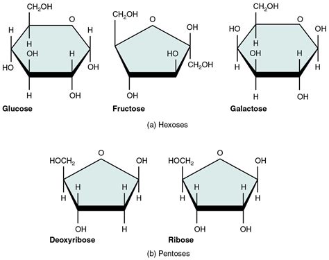 What is a true monomer?