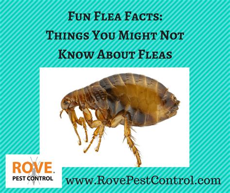 What is a weird fact about a flea?