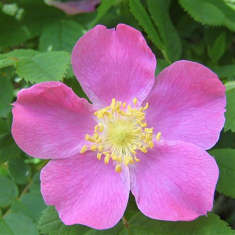 What is a wild rose?