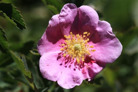 What is a wild rose called?