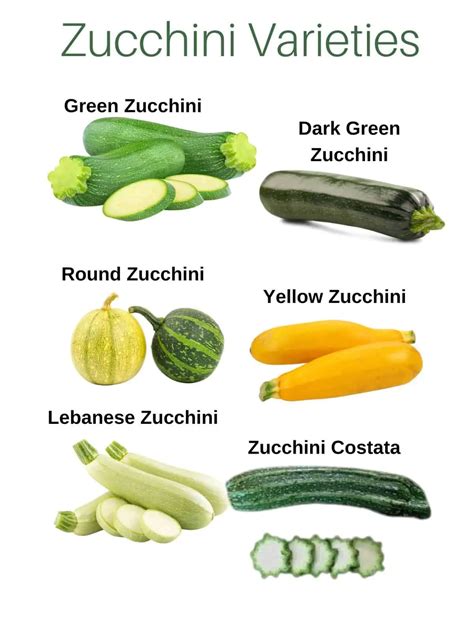 What is a zucchini classified as?