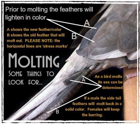 What is abnormal molting?