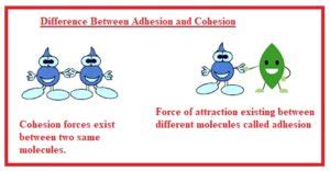 What is adhesion attracted to?