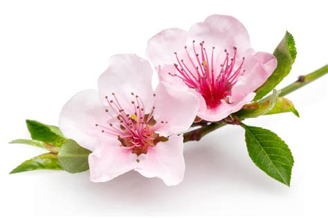 What is almond blossom made of?