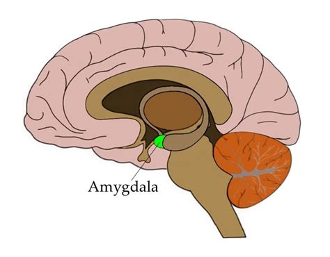 What is amygdala in brain?