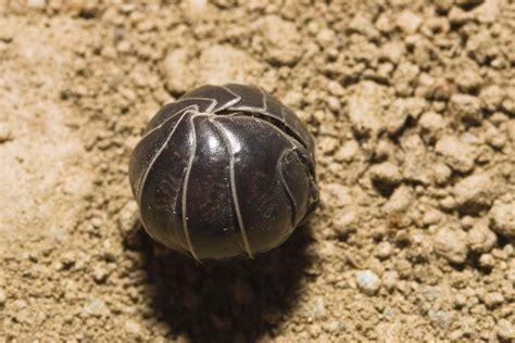 What is an American roly-poly?