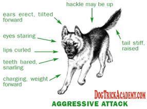 What is an aggressive dog's body language?