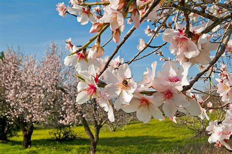 What is an almond blossom tree?