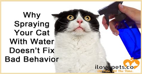 What is an alternative to spraying cats with water?