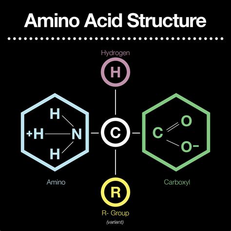 What is an amino functional group?