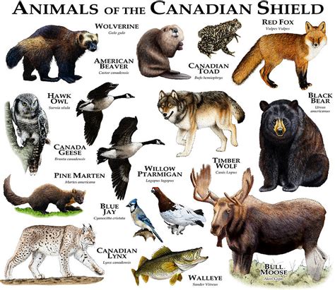 What is an animal that only lives in Canada?