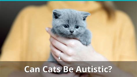 What is an autistic cat?