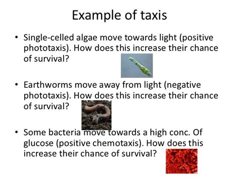 What is an example of a positive taxis?