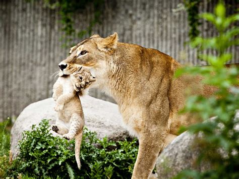 What is an example of a zoo killing healthy animals?