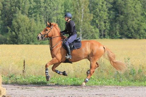 What is an expert horse rider?